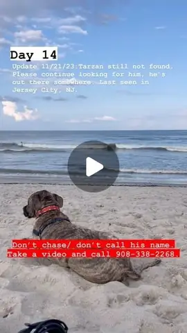 Mất Chó Kiếm Ở Đâu? Hướng Dẫn Tìm Kiếm Hiệu Quả Mất Chó Kiếm Ở Đâu? Hướng Dẫn Tìm Kiếm Hiệu Quả