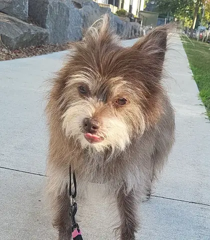 Hướng Dẫn Tìm Chó Mất Tích Tại Tp.hcm: Các Bước Cần Làm Ngay Hướng Dẫn Tìm Chó Mất Tích Tại Tp.hcm: Các Bước Cần Làm Ngay