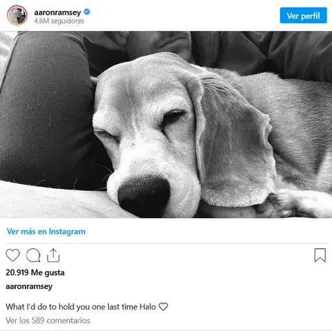 Hướng Dẫn Tìm Chó Mất Tích Tại Tp.hcm: Các Bước Cần Làm Ngay Hướng Dẫn Tìm Chó Mất Tích Tại Tp.hcm: Các Bước Cần Làm Ngay