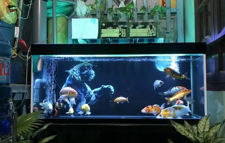 Cách Tính Mật Độ Nuôi Cá Koi