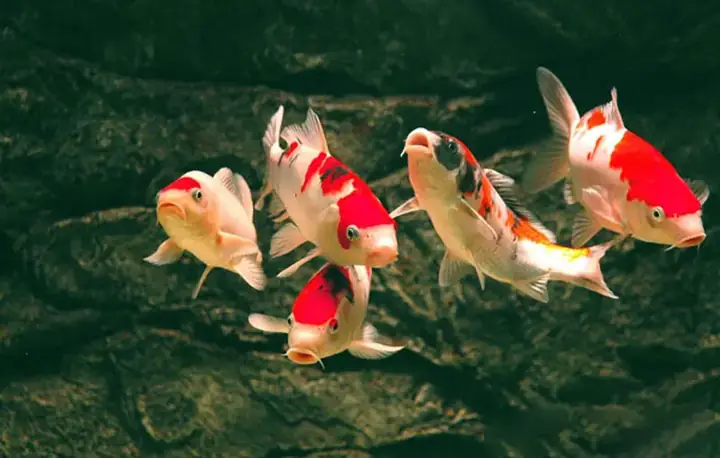 Lý Do Phải Đảm Bảo Mật Độ Cá Koi Trong Hồ Hợp Lý