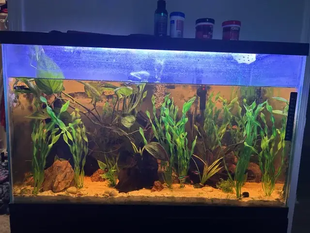 Mật Độ Nuôi Cá Bảy Màu: Tiêu Chuẩn Và Cách Tính Toán Chính Xác