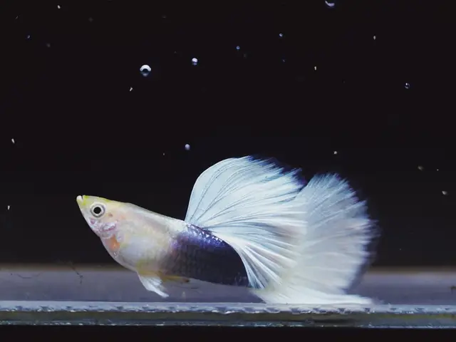 Mật Độ Nuôi Cá Bảy Màu