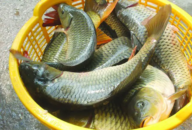 Hướng Dẫn Phương Pháp Cân Bằng Sinh Thái Trong Nuôi Cá Nước Ngọt