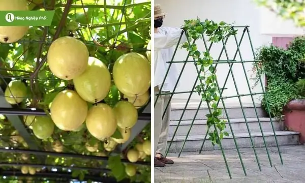 Hướng Dẫn Chi Tiết Làm Giàn Trồng Chanh Dây