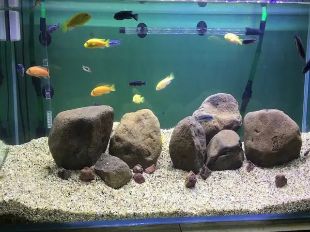 Bước 2: Lắp Đặt Chính Thức