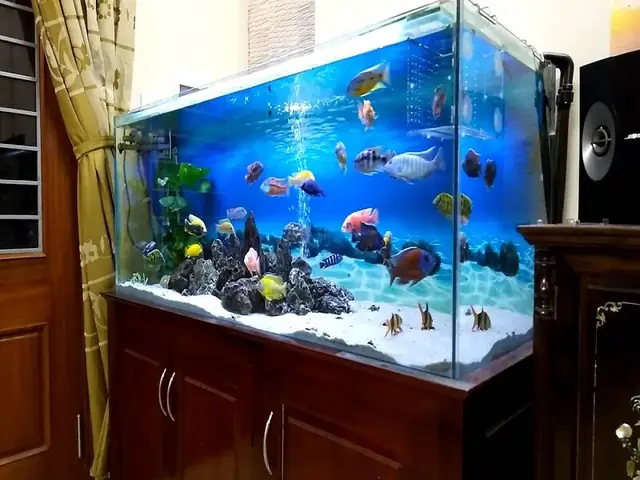 Những Mẫu Bể Cá Ali Không Thể Thiếu Trong Nhà Của Bạn