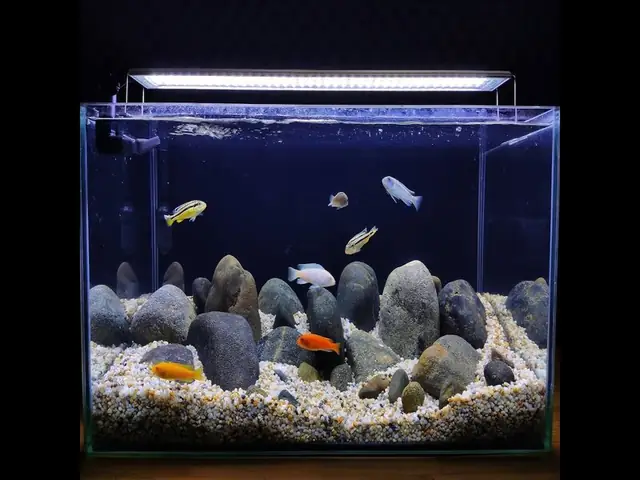 Những Mẫu Bể Cá Ali Không Thể Thiếu Trong Nhà Của Bạn