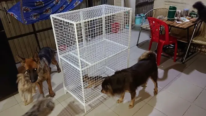 Mẫu Chuồng Chó Bằng Sắt Lưới