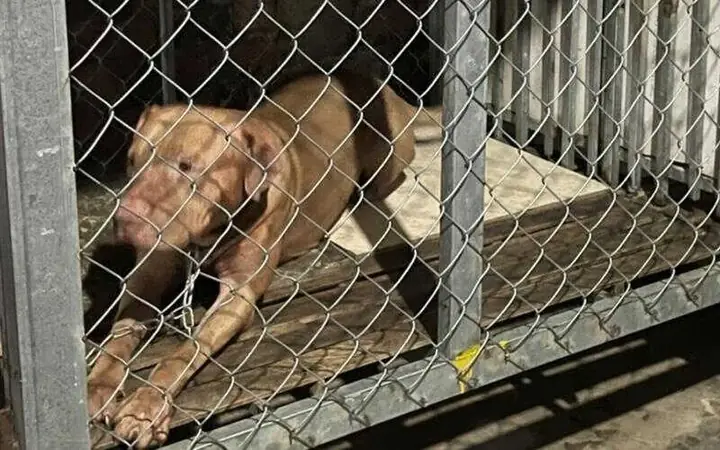 Mẫu Chuồng Chó Bằng Sắt B40