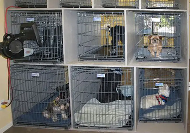 Máy Ozone Khử Mùi Hôi Chó Mèo Vật Nuôi Như Thế Nào?