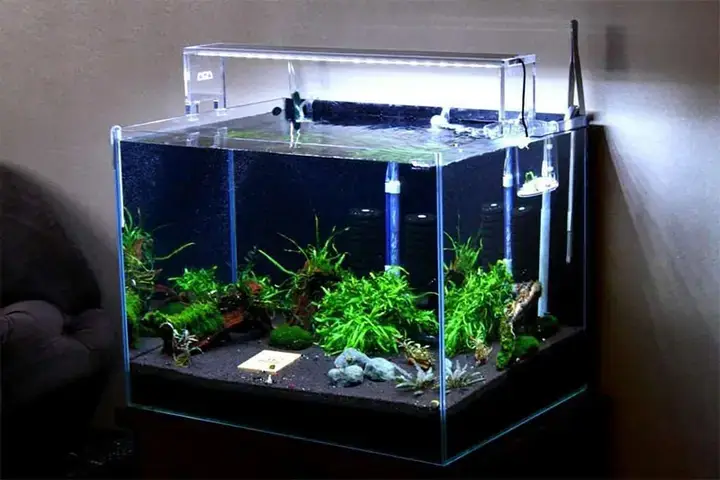 Tại Sao Nên Tự Chế Máy Lọc Nước Cho Hồ Cá?