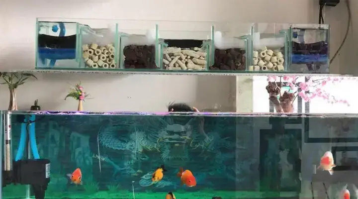 Các Nguyên Lý Lọc Nước Cơ Bản Trong Hồ Cá