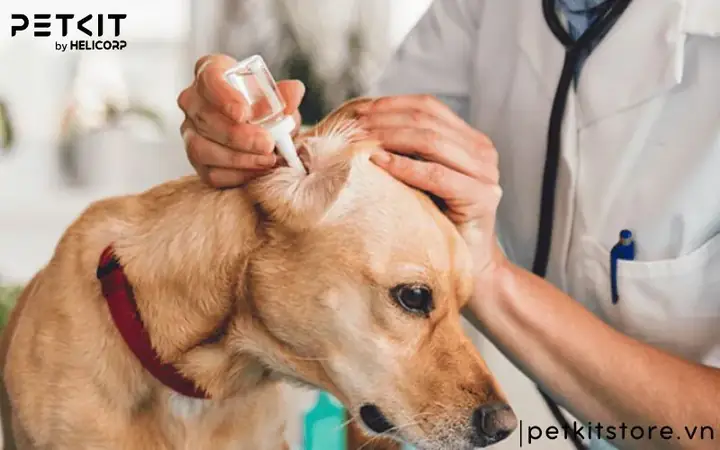 Vì Sao Sử Dụng Lồng Sấy Lông Chó Mèo?