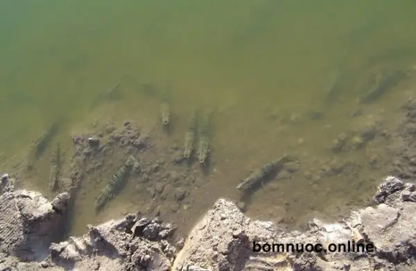 Thời Điểm Nên Sử Dụng Các Loại Máy Tạo Sóng Tạo Oxy Ao Cá