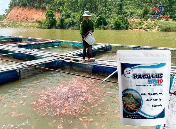 Men Vi Sinh Xử Lý Đáy Bacillus Bb10