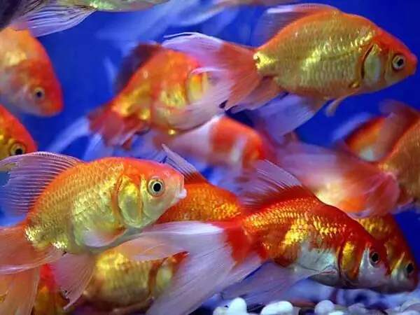 Mệnh Mộc Nuôi Cá Gì Bao Nhiêu Con?