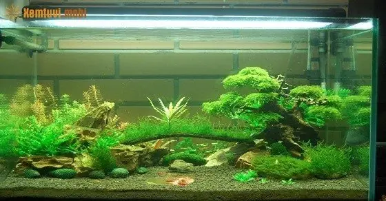 Người Mệnh Mộc Có Nên Nuôi Cá Cảnh, Nuôi Mấy Con Và Nuôi Cá Gì?