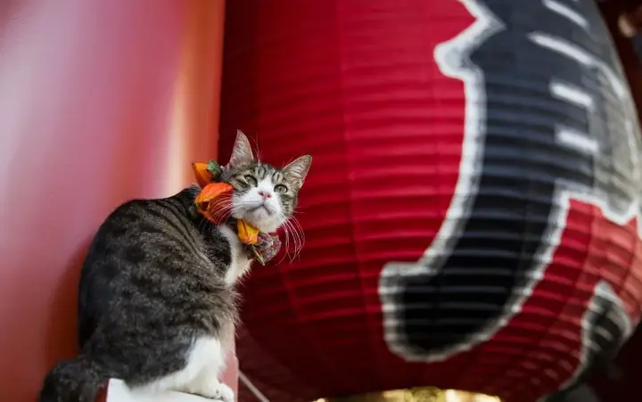 Các Tên Tiếng Nhật Dành Cho Mèo Các Tên Tiếng Nhật Dành Cho Mèo