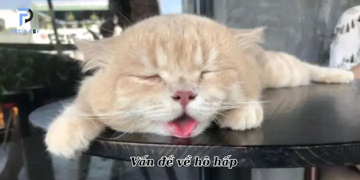 Vấn Đề Về Hô Hấp