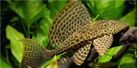 Tổn Thương Miệng Do Môi Trường Tổn Thương Miệng Do Môi Trường