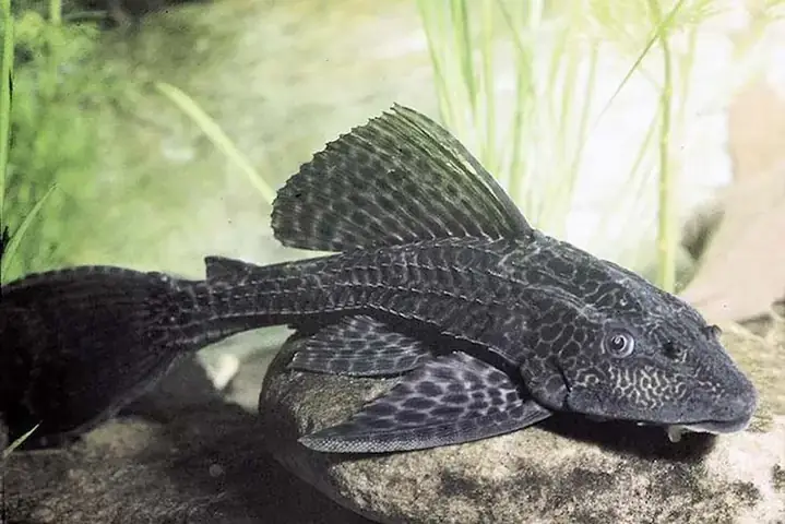 Cá Lau Kiếng Ở Châu Á