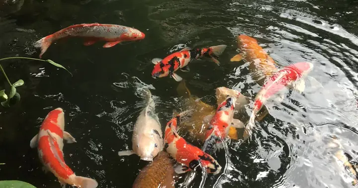 Chàng Nông Dân Nuôi Cá Cảnh, Lời Tiền Tỷ Mỗi Năm Chàng Nông Dân Nuôi Cá Cảnh, Lời Tiền Tỷ Mỗi Năm