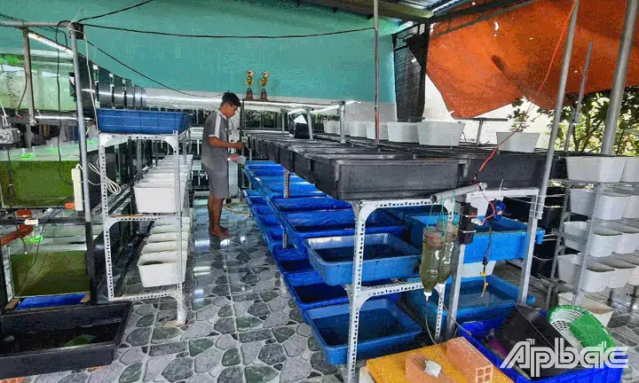 Mô Hình Nuôi Cá Bảy Màu