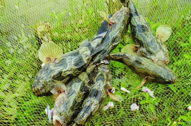 Kỹ Thuật Nuôi Cá Bống Tượng: Một Mô Hình Kinh Doanh Hiệu Quả ...