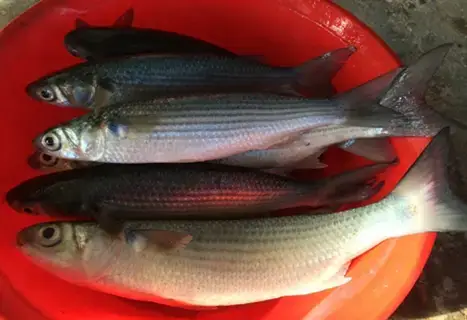 Các Yếu Tố Cần Chuẩn Bị Cho Mô Hình Nuôi Cá Đối Mục Công Nghiệp