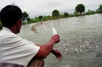 Bạc Liêu: Kinh Nghiệm Nuôi Cá Dứa Trong Ao Tôm – Tạp Chí Thủy Sản ...