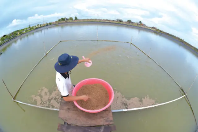 Kỹ Thuật Nuôi Cá Dứa Thương Phẩm – Tạp Chí Thủy Sản Việt Nam