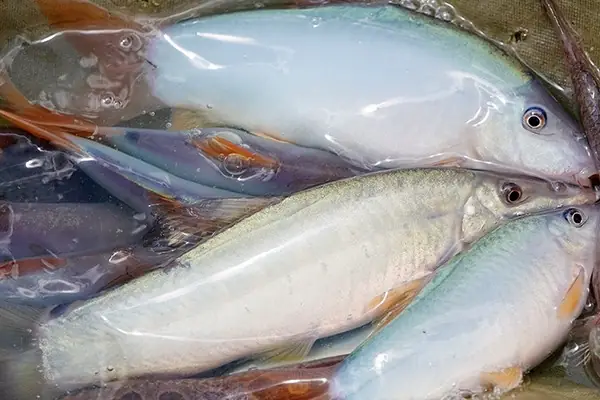 Nuôi Loài Cá Lạ Da Bóng, Đuôi Đỏ, Tiếng Kêu Éc Éc... Thu Lãi Trăm Triệu