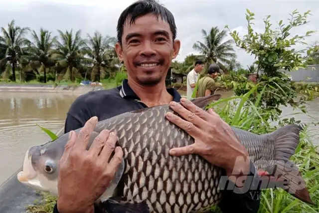 Mô Hình Nuôi Cá Hô Thương Phẩm: Tiềm Năng Và Những Thách Thức Thực Tế Từ Nông Dân Trà Vinh