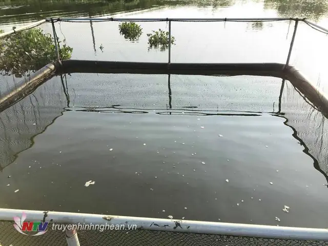 Mô Hình Nuôi Cá Lồng Trắm, Chép Giòn Tại Thái Hòa Cho Lợi Nhuận Cao