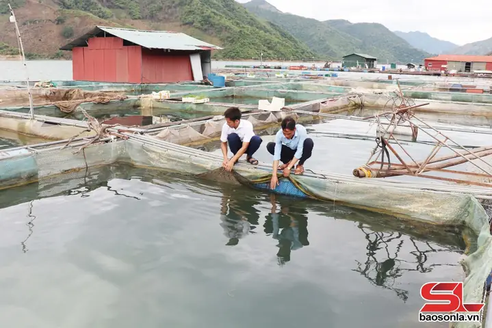 Mô Hình Nuôi Cá Lồng