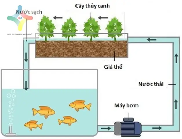 Mô Hình Nuôi Cá Tại Nhà: Giải Pháp Aquaponics Cho Gia Đình Hiện Đại Mô Hình Nuôi Cá Tại Nhà: Giải Pháp Aquaponics Cho Gia Đình Hiện Đại