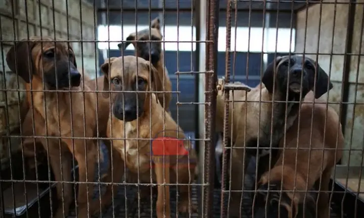 Mô Hình Nuôi Chó Becgie: Hướng Dẫn Kỹ Thuật Từ Chuyên Gia Mô Hình Nuôi Chó Becgie: Hướng Dẫn Kỹ Thuật Từ Chuyên Gia