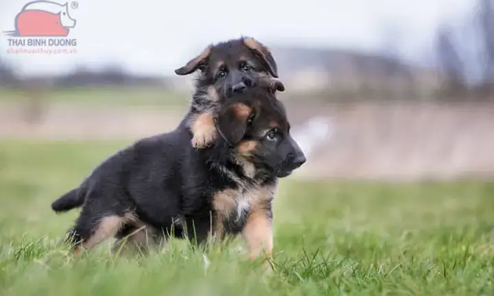 Lựa Chọn Địa Điểm Và Chuồng Nuôi Lý Tưởng Lựa Chọn Địa Điểm Và Chuồng Nuôi Lý Tưởng