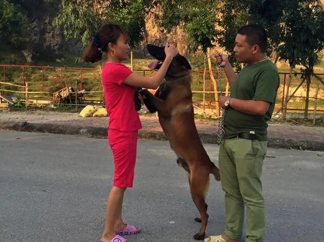 Mô Hình Nuôi Chó Becgie: Hướng Dẫn Kỹ Thuật Từ Chuyên Gia Mô Hình Nuôi Chó Becgie: Hướng Dẫn Kỹ Thuật Từ Chuyên Gia
