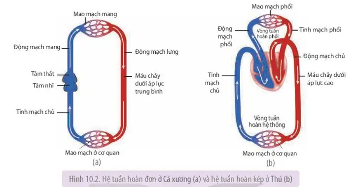 Mô Tả Chi Tiết Về Hệ Tuần Hoàn Của Cá: Cấu Tạo, Chức Năng Và Ý Nghĩa Tiến Hóa