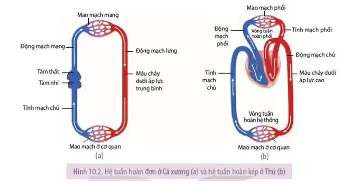 Mô Tả Chi Tiết Về Hệ Tuần Hoàn Của Cá: Cấu Tạo, Chức Năng Và Ý Nghĩa Tiến Hóa