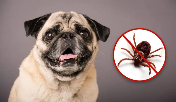 Mơ Thấy Ve Chó Có Điềm Báo Gì Thú Vị? Nên Đánh Con Gì Mau Phát Tài?