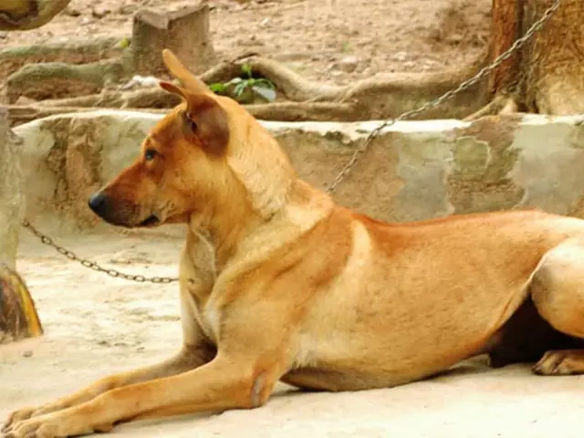 Mơ Thấy Chó Bắt Rận Cho Nhau