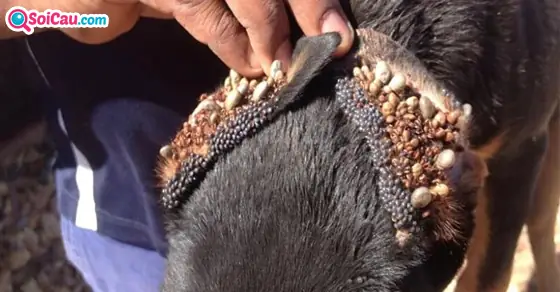 Ngủ Mơ Thấy Bọ Chét Chó Chết