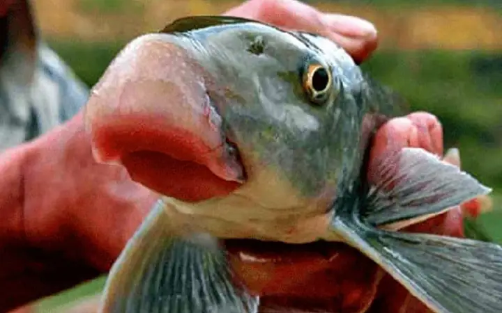 Môi Cá Anh Vũ: Khám Phá Đặc Điểm, Ý Nghĩa Và Các Thông Tin Liên Quan