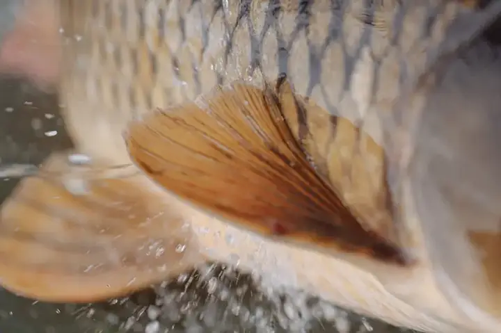 Khu Vực Hoạt Động Của Cá Chép Sông