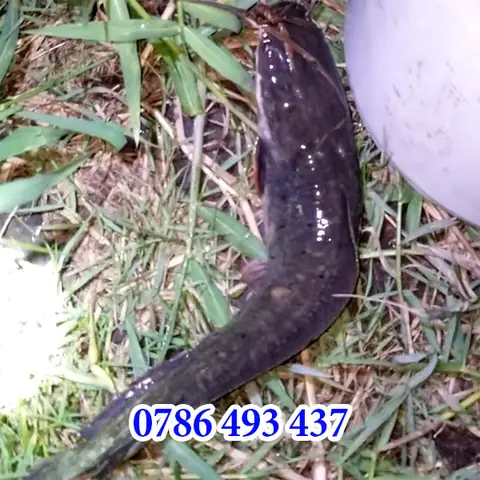 Xin Chào Anh Em, Hôm Nay Mình Muốn Chia Sẽ Cùng Anh Em Một Chút Về Bàimồi Cắm Câu Cá Trêphổ Biến. Mong Sẽ Giúp Ít Được Thêm Chút Đỉnh Cho Các Anh Em Thích Câu Cắm.