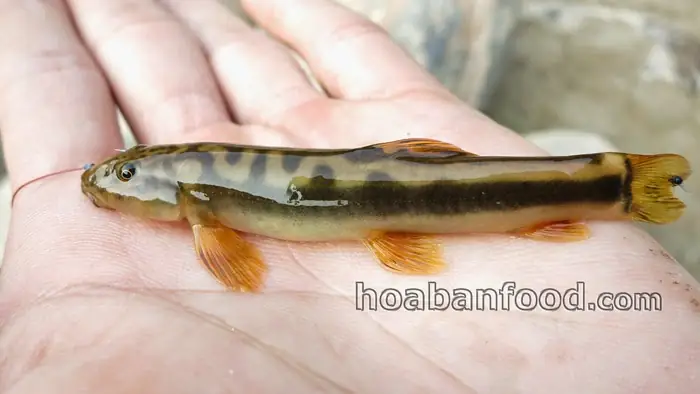 Câu Cá Bống Suối Tây Bắc - 4