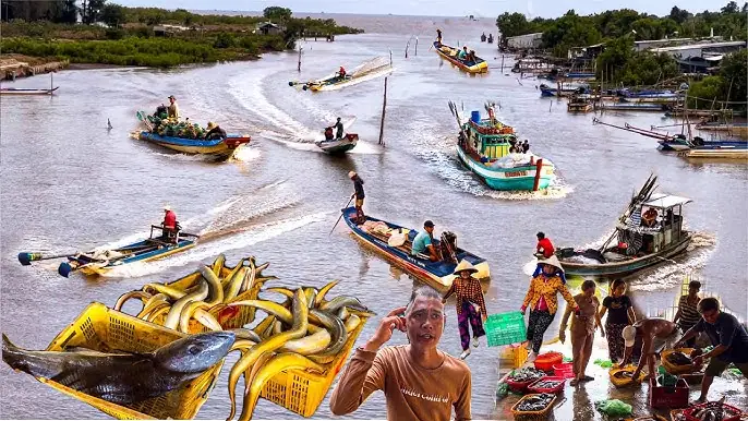 Mồi Câu Cá Bớp: Công Thức, Kỹ Thuật & Bí Quyết Câu Thành Công